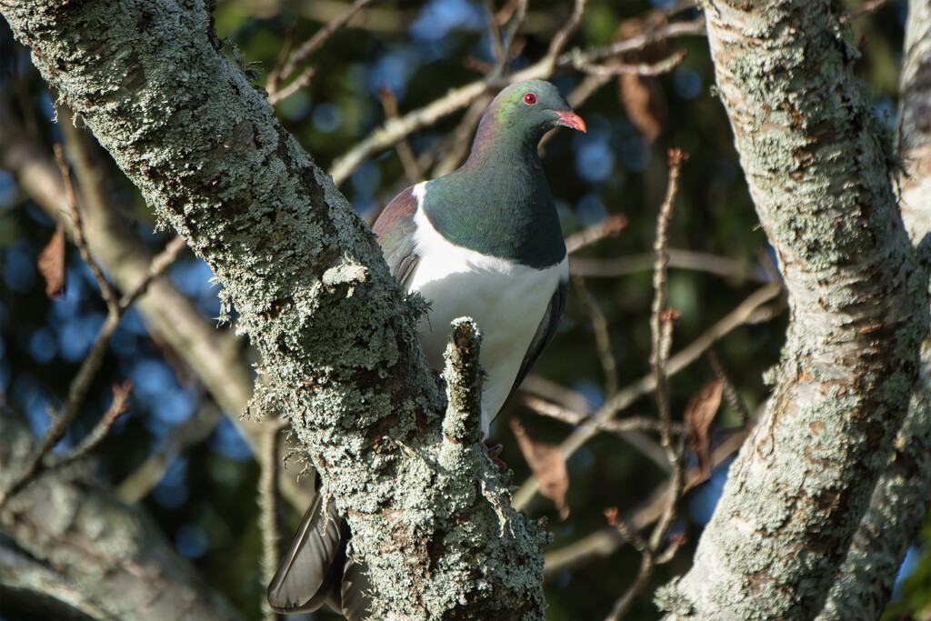 Kereru by dkbarnett