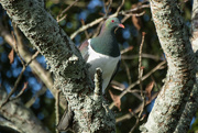 23rd Jul 2024 - Kereru