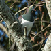 Kereru by dkbarnett