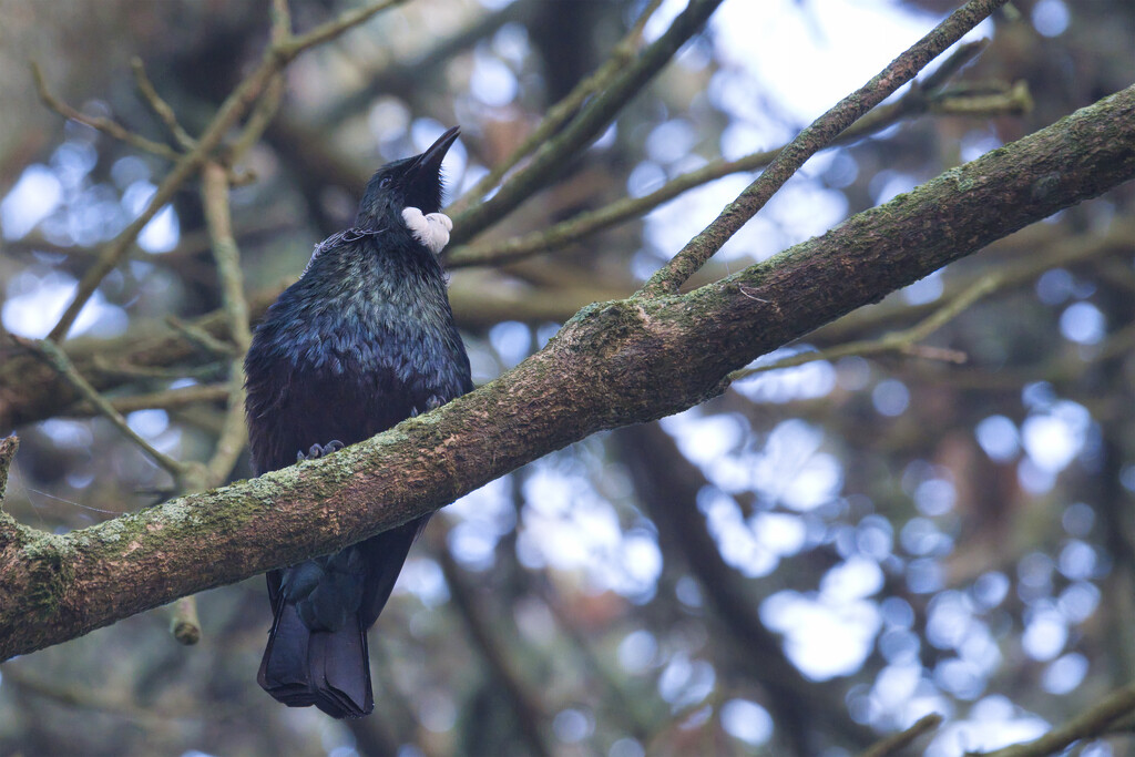 Tui by dkbarnett