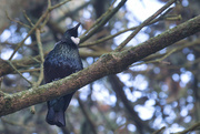 26th Jul 2024 - Tui