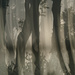 Trees trunks on a misty morning by dkbarnett