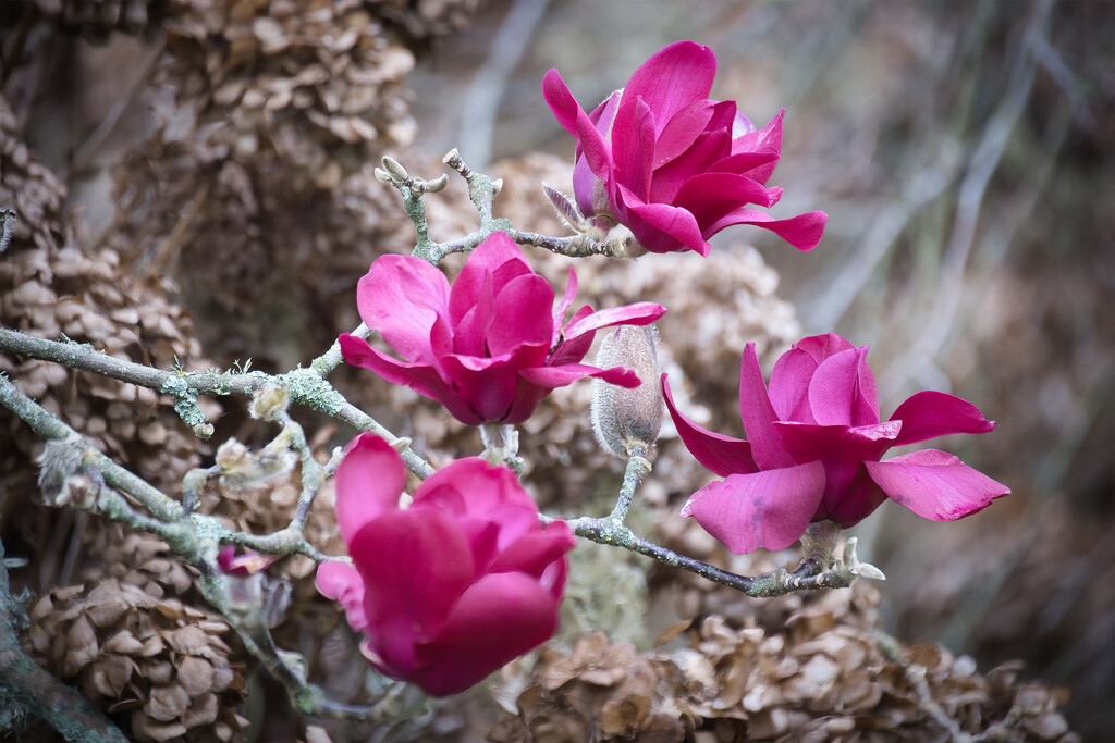 Magnolias by dkbarnett