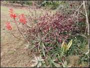 10th Aug 2024 - In the garden