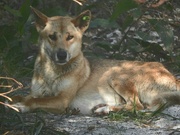 10th Aug 2024 - Dingo