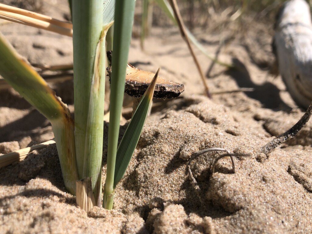 Sandy grass by sleepingexplorer