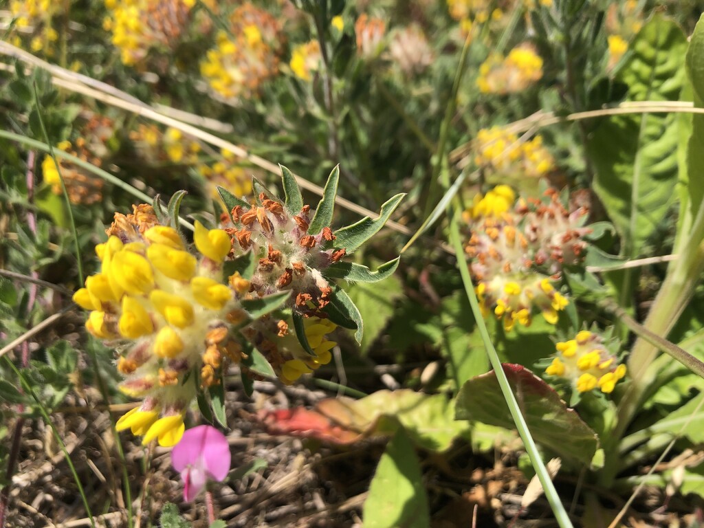 Yellow flowers  by sleepingexplorer