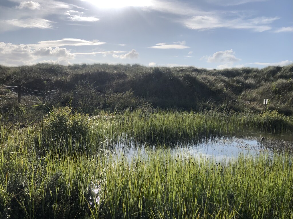 Reedy pond  by sleepingexplorer