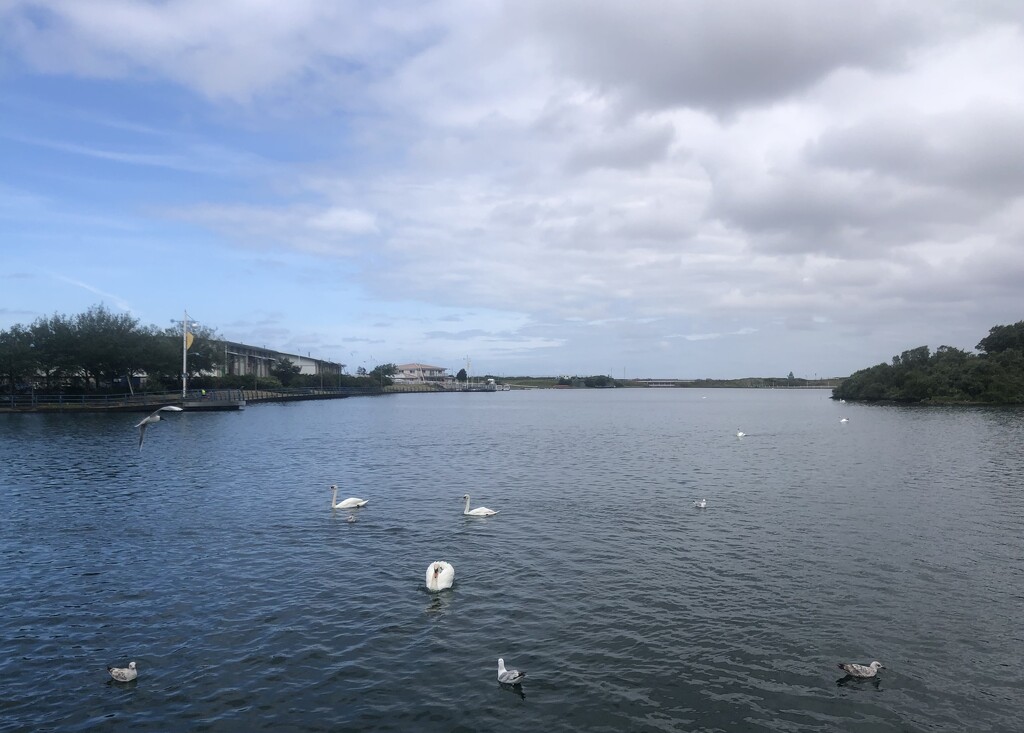 Birds on a lake by sleepingexplorer