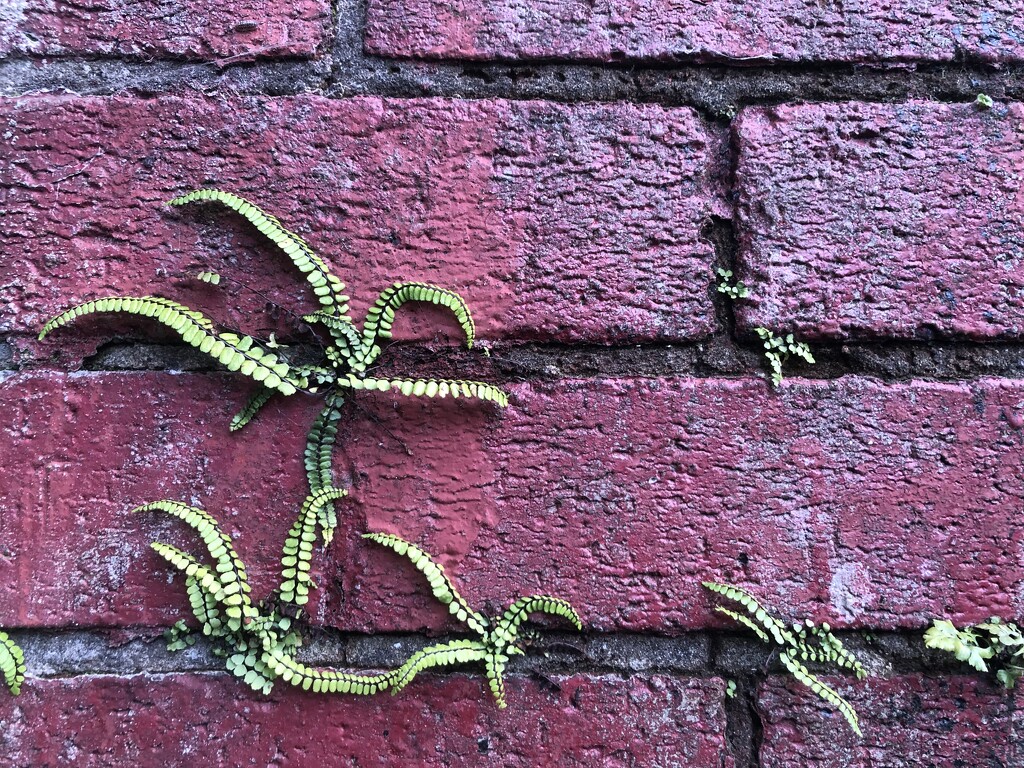 Ferns in a red wall by sleepingexplorer