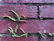 13th Jun 2024 - Ferns in a red wall