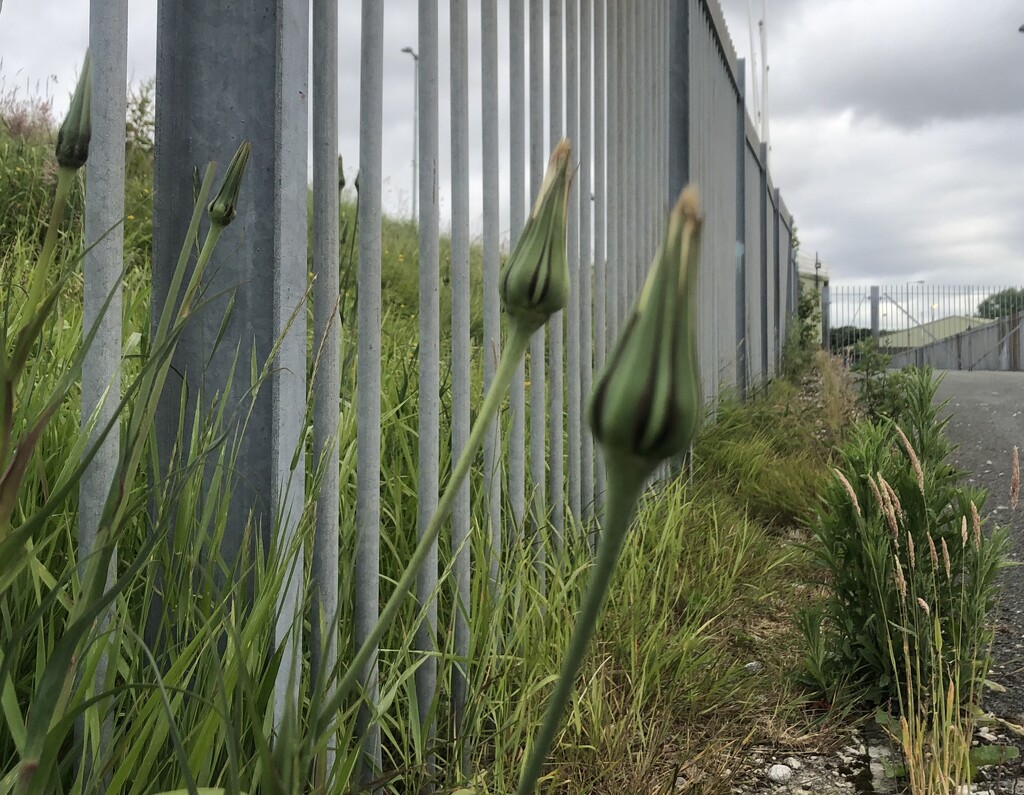 Railings and weeds  by sleepingexplorer