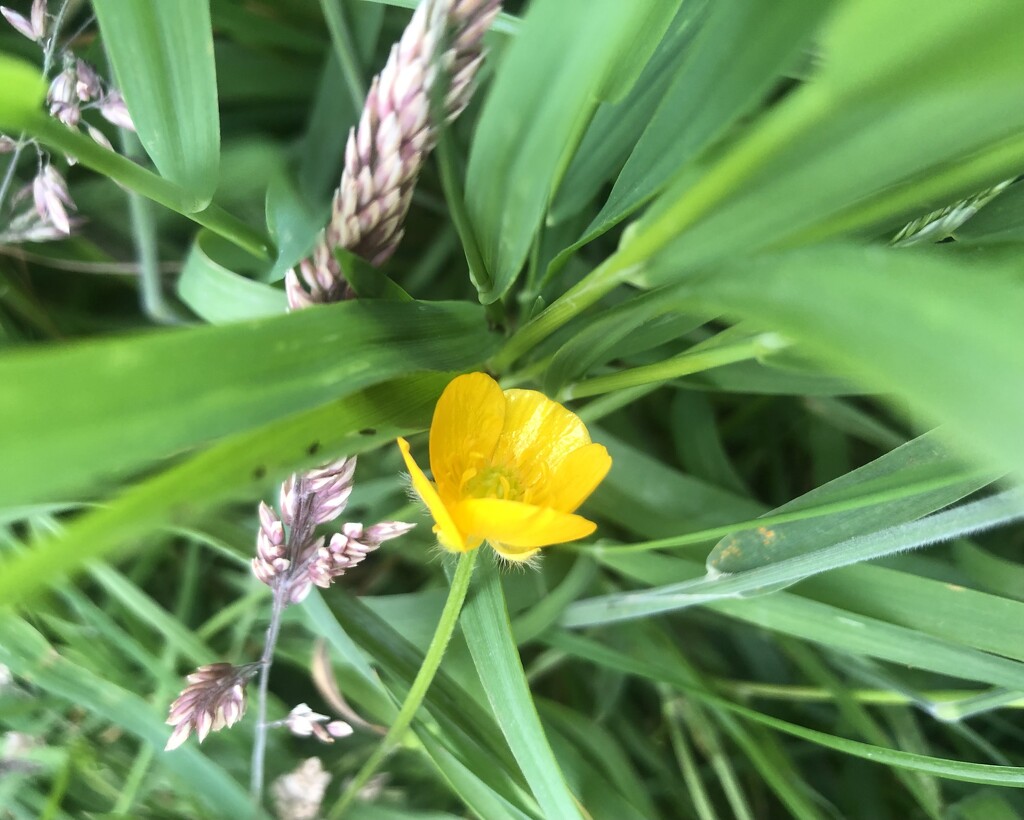 Grasses and a buttercup by sleepingexplorer