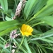 Grasses and a buttercup by sleepingexplorer