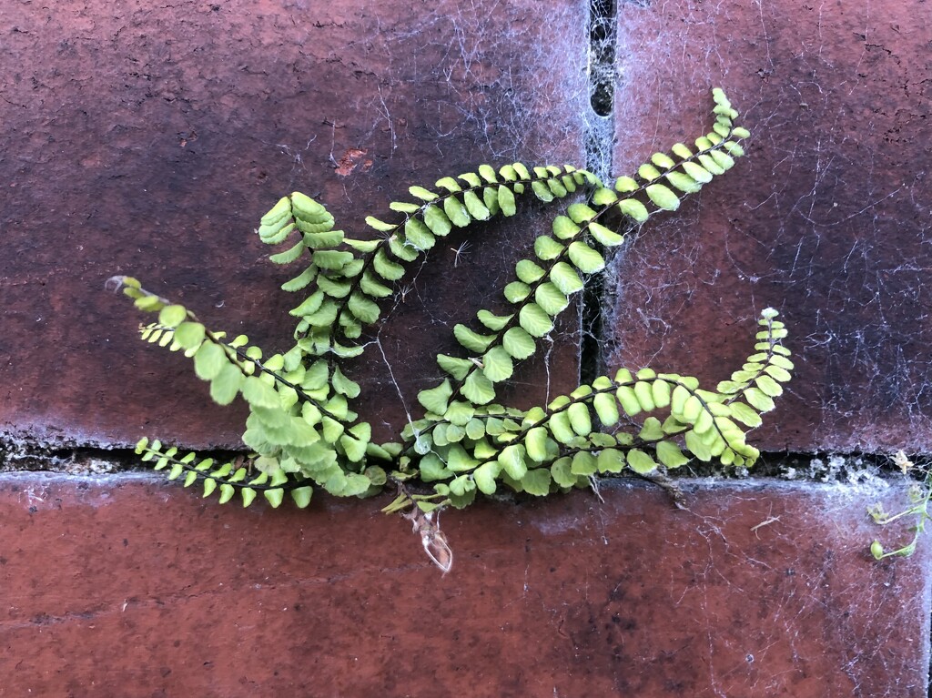 Another fern in another wall by sleepingexplorer