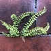 Another fern in another wall by sleepingexplorer