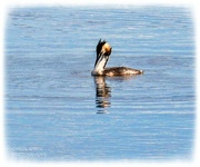 10th Aug 2024 - Great Crested Grebe