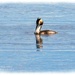 Great Crested Grebe by carolmw