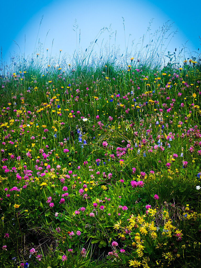 Wildflower Heaven by jnewbio