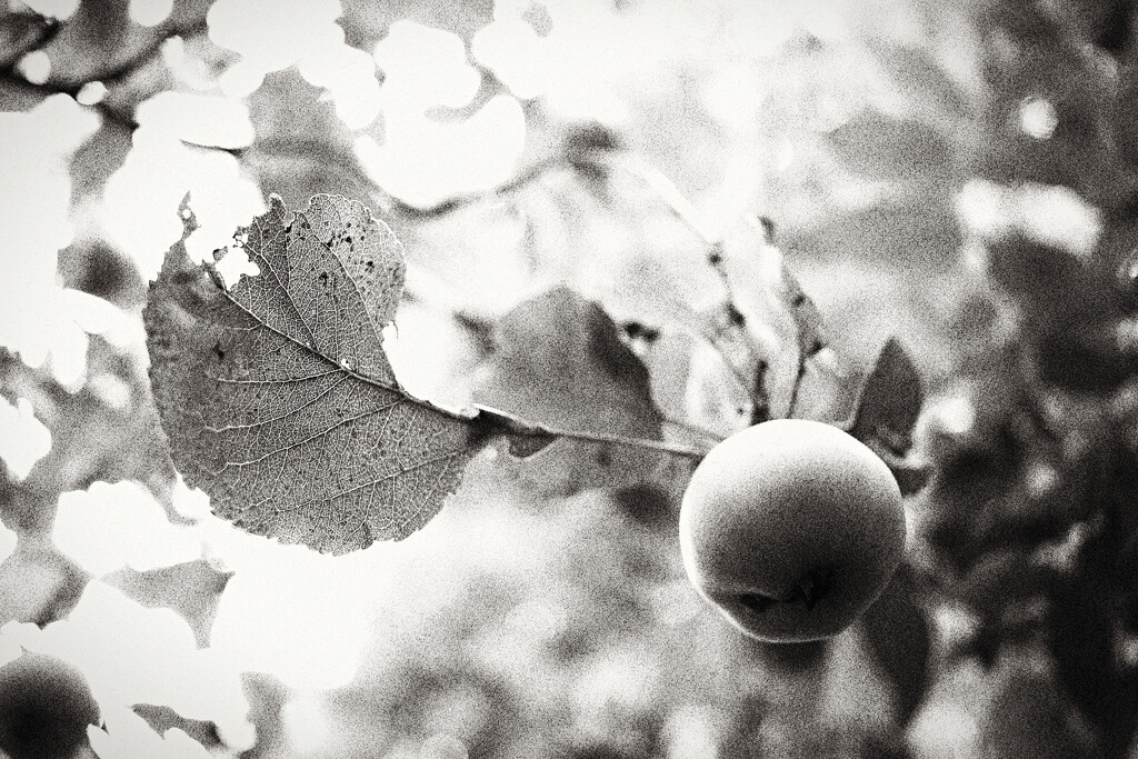 Leaf and Fruit by juliedduncan