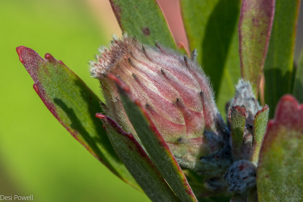 Little buds by seacreature