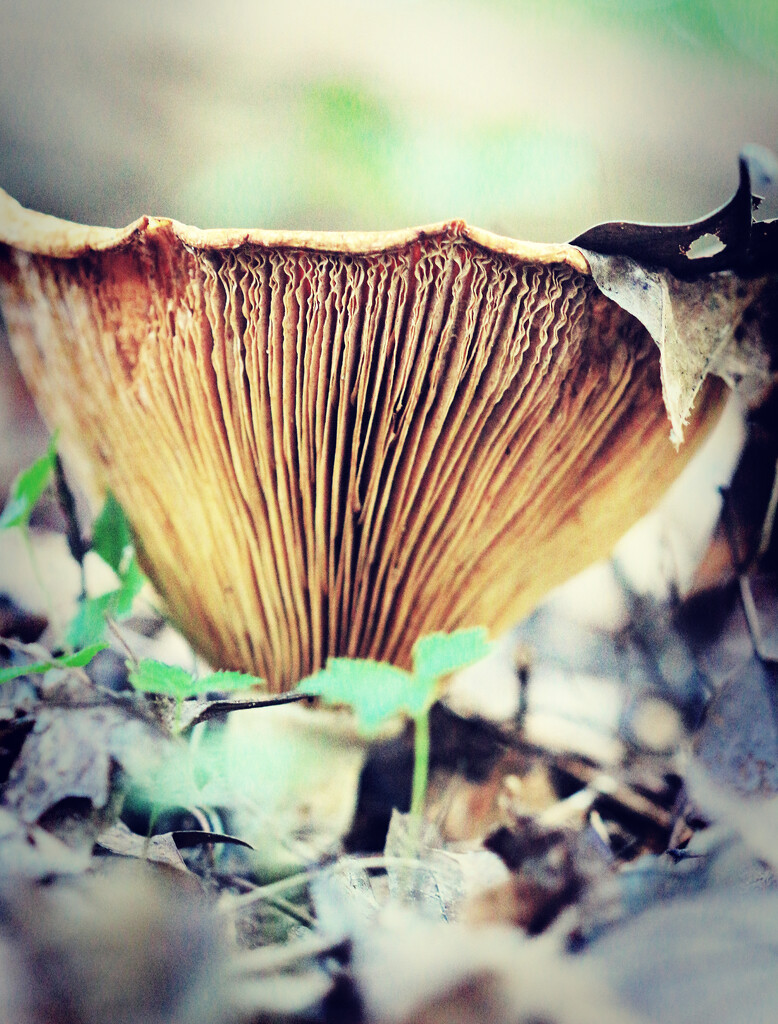 Gills Up Close by juliedduncan