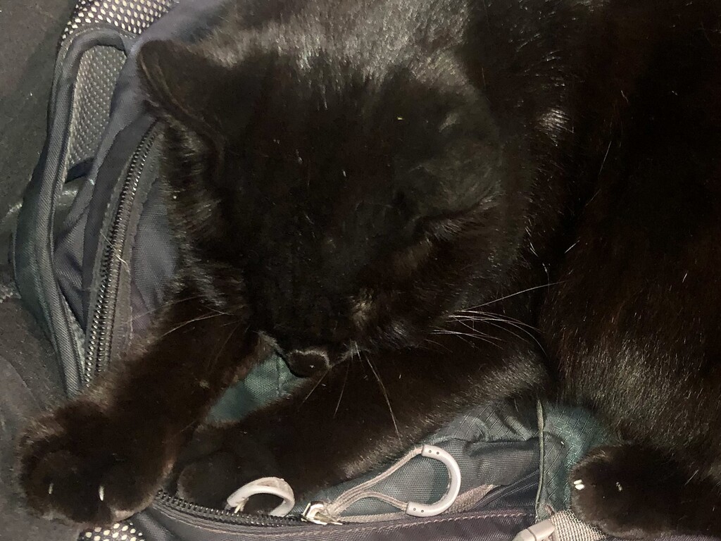 Black cat on a grey bag  by sleepingexplorer