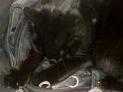 5th Aug 2024 - Black cat on a grey bag 