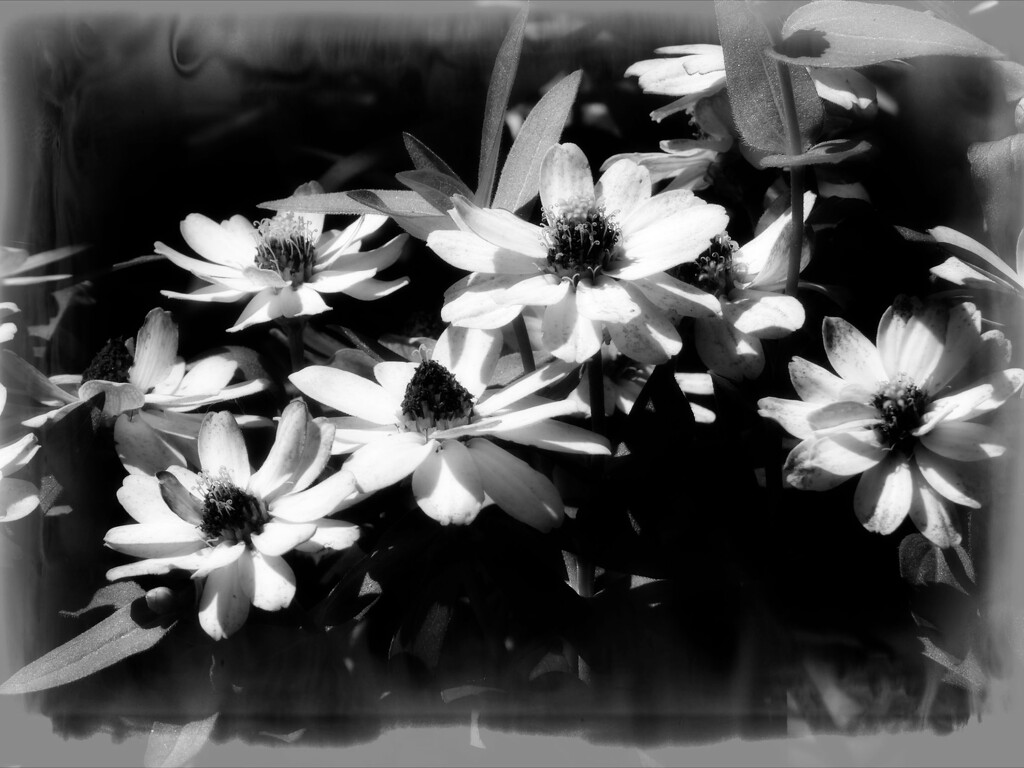 Zinnias in b&w... by marlboromaam