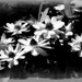 Zinnias in b&w... by marlboromaam