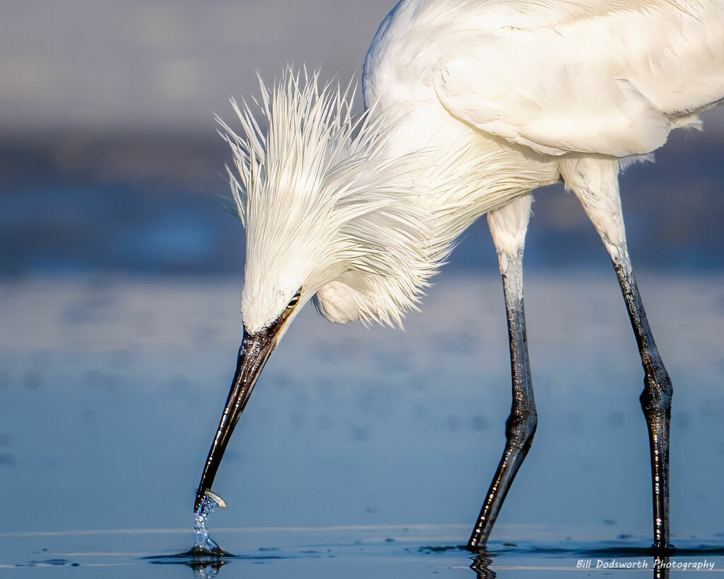 Strike! by photographycrazy