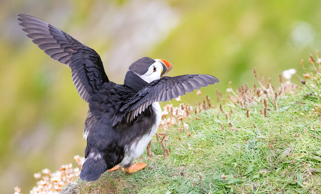 Farewell Puffins by lifeat60degrees