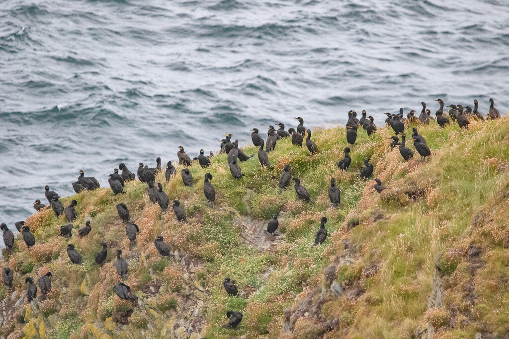 Shags by lifeat60degrees