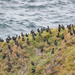 Shags by lifeat60degrees