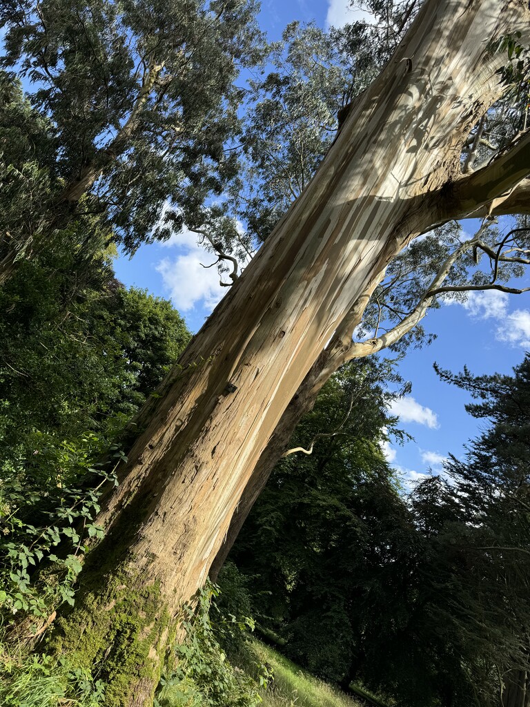 Eucalyptus trees in Castle Park, Bangor (N Ireland) by alison59