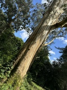 10th Aug 2024 - Eucalyptus trees in Castle Park, Bangor (N Ireland)