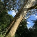 Eucalyptus trees in Castle Park, Bangor (N Ireland) by alison59