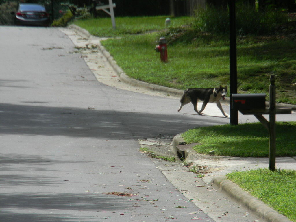 Dog Walking By in Neighborhood  by sfeldphotos