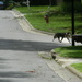 Dog Walking By in Neighborhood  by sfeldphotos