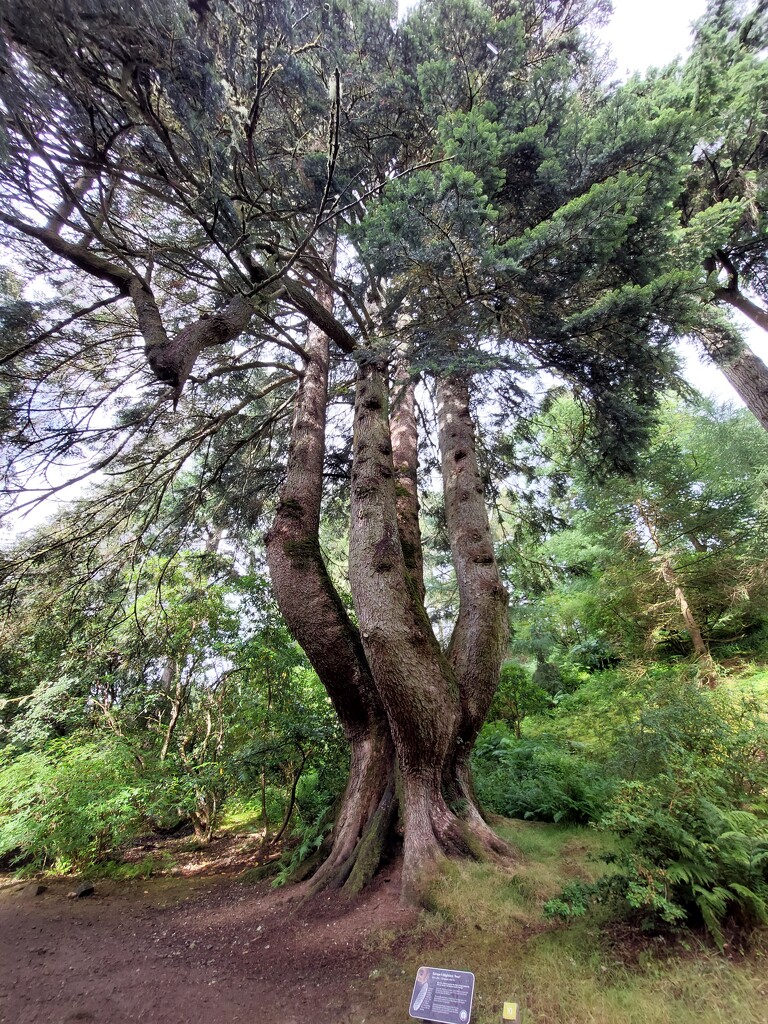 UK's widest tree by samcat