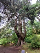 8th Aug 2024 - UK's widest tree