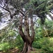 UK's widest tree by samcat