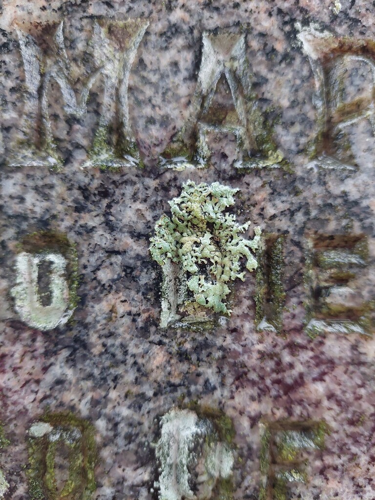 Lichen on a gravestone, Kilmartin, Argyll and Bute by samcat