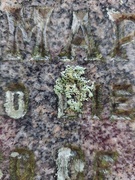 9th Aug 2024 - Lichen on a gravestone, Kilmartin, Argyll and Bute