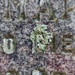 Lichen on a gravestone, Kilmartin, Argyll and Bute by samcat