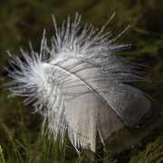 10th Aug 2024 - feather