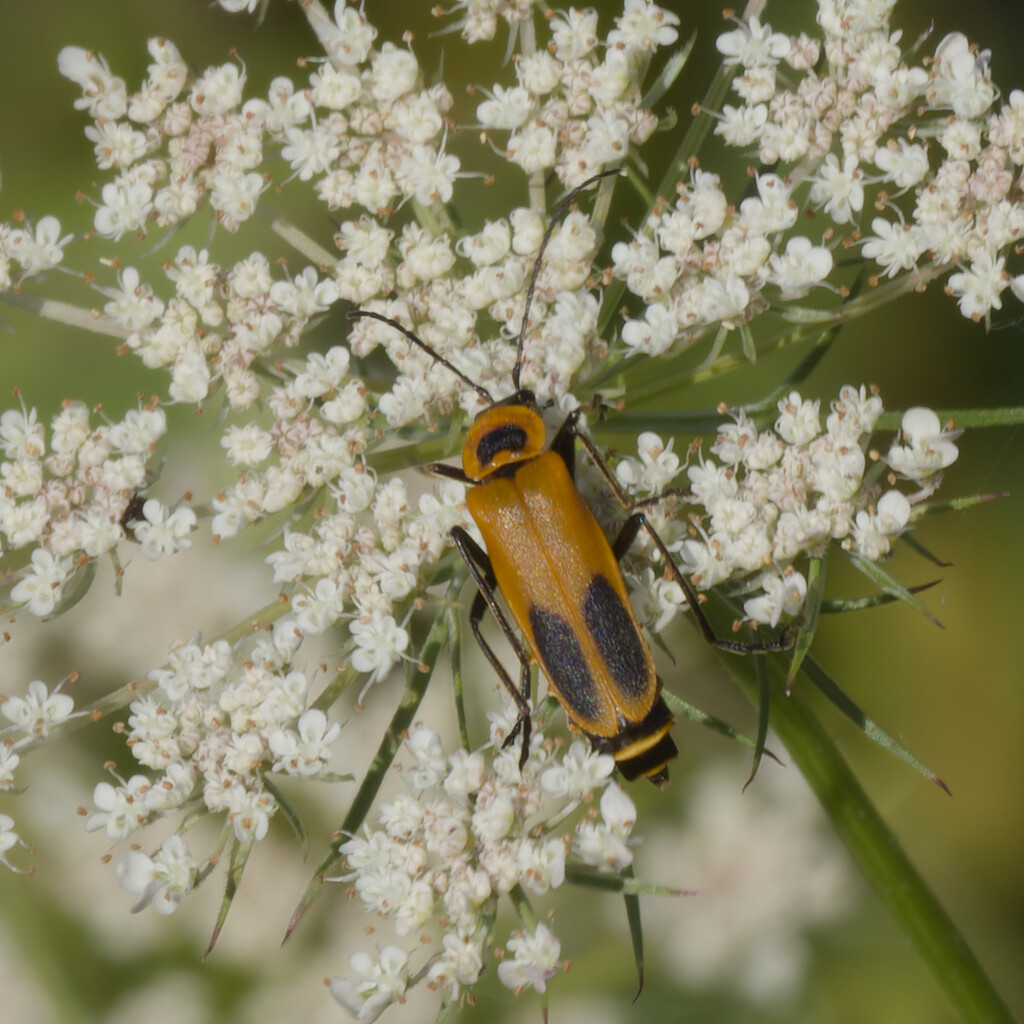 Goldenrod Soldier Beetle on Queen Anne's Lace by rminer