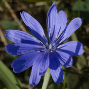 10th Aug 2024 - chicory closeup