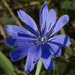 chicory closeup by rminer