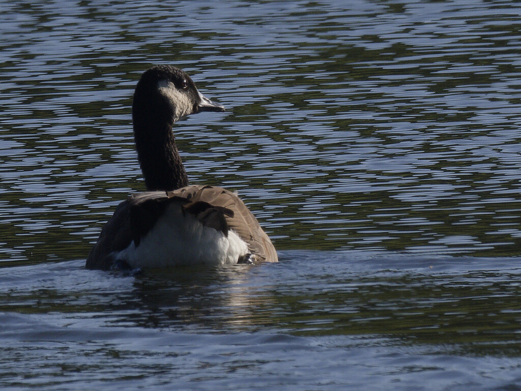 Canada goose by rminer